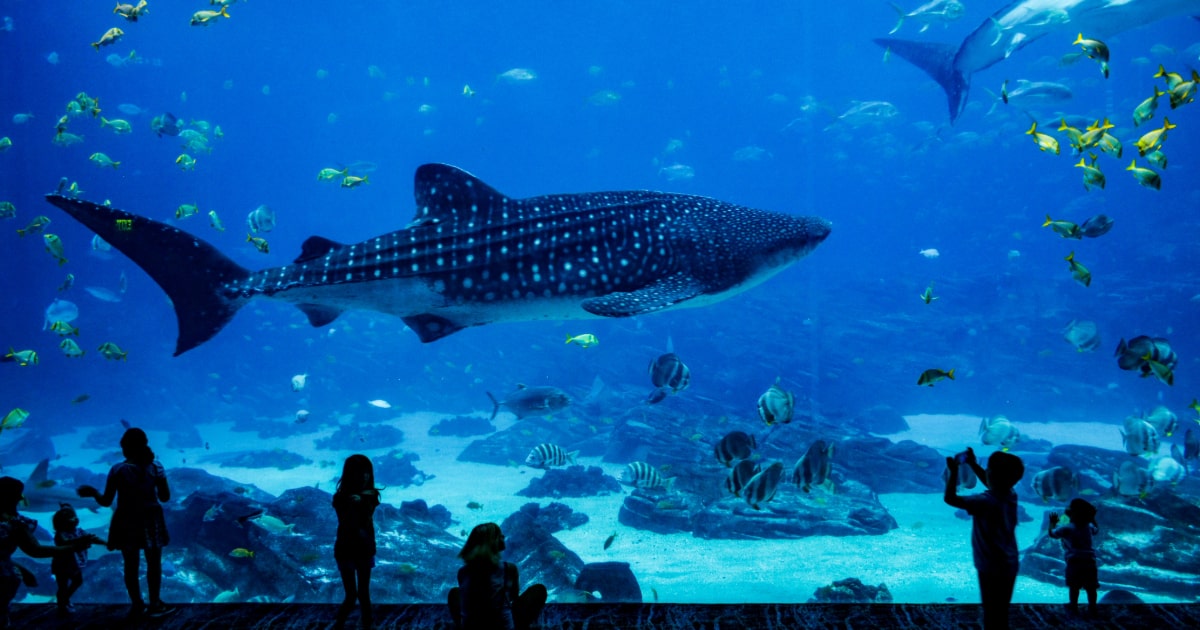 動物園や水族館などお出かけで使えるシニア割引・クーポン情報